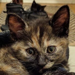 Meet your Posher, Natalie